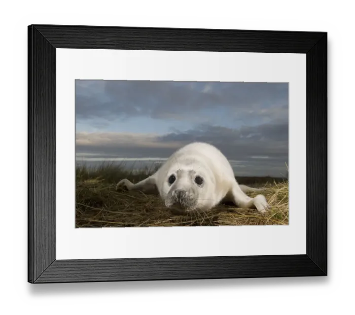 Framed Print : Grey seal (Halichoerus grypus) pup, Donna Nook, Lincolnshire, UK, November 2008 Framed Print : Grey seal (Halichoerus grypus) pup, Donna Nook, Lincolnshire, UK, November 2008
