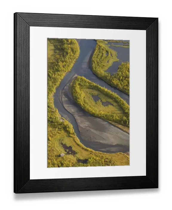 Framed Print : Aerial view of Birch trees (Betula sp) growing in the Laitaure delta, Sarek National Park Framed Print : Aerial view of Birch trees (Betula sp) growing in the Laitaure delta, Sarek National Park