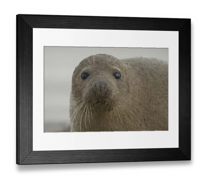 Framed Print : Grey seal (Halichoerus grypus) covered in sand, Donna Nook, Lincolnshire, UK, November Framed Print : Grey seal (Halichoerus grypus) covered in sand, Donna Nook, Lincolnshire, UK, November