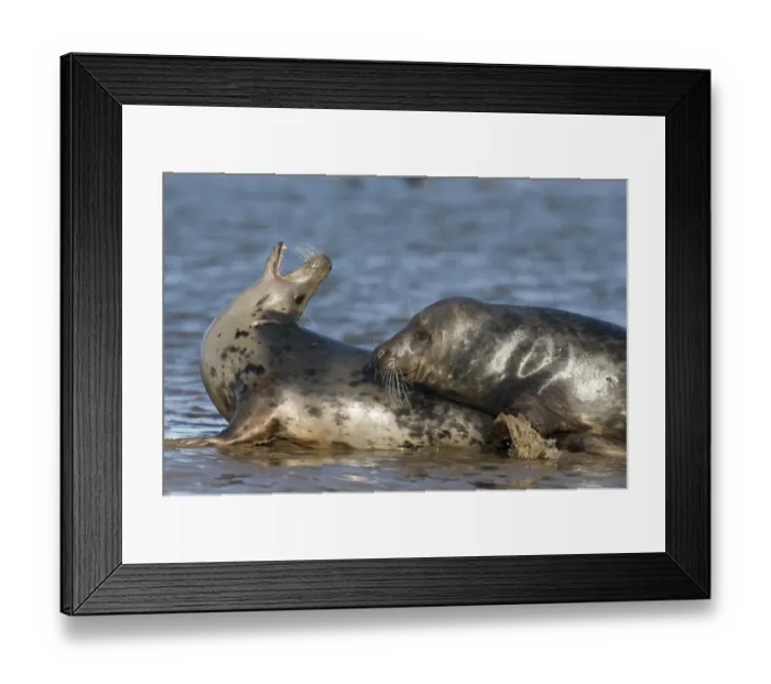 Framed Print : Grey seal (Halichoerus grypus) mating behaviour, Donna Nook, Lincolnshire, UK, November Framed Print : Grey seal (Halichoerus grypus) mating behaviour, Donna Nook, Lincolnshire, UK, November
