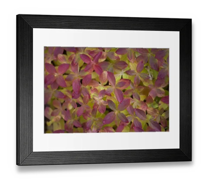 Framed Print : Eurasian dwarf cornel (Cornus suecica) leaves, Sarek National Park, Laponia World Heritage Site Framed Print : Eurasian dwarf cornel (Cornus suecica) leaves, Sarek National Park, Laponia World Heritage Site
