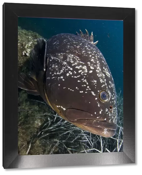 Dusky grouper (Epinephelus marginatus) by seagrass, Cala di Grecu, Lavezzi Islands