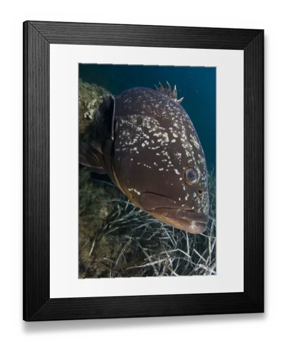 Framed Print : Dusky grouper (Epinephelus marginatus) by seagrass, Cala di Grecu, Lavezzi Islands Framed Print : Dusky grouper (Epinephelus marginatus) by seagrass, Cala di Grecu, Lavezzi Islands