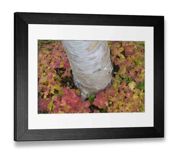 Framed Print : Silver birch (Betula verrucosa) trunk in sea of Eurasian dwarf cornel (Cornus suecica) Framed Print : Silver birch (Betula verrucosa) trunk in sea of Eurasian dwarf cornel (Cornus suecica)