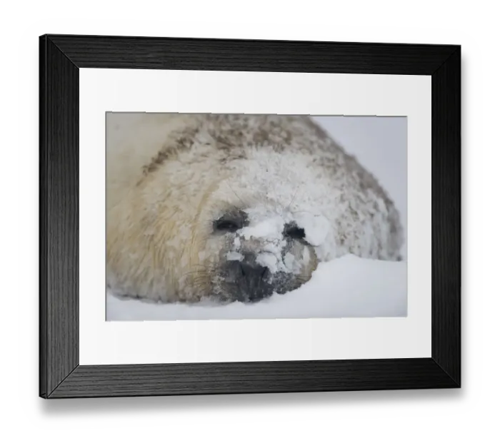 Framed Print : Grey seal (Halichoerus grypus) pup in snow, Donna Nook, Lincolnshire, UK, November 2008 Framed Print : Grey seal (Halichoerus grypus) pup in snow, Donna Nook, Lincolnshire, UK, November 2008