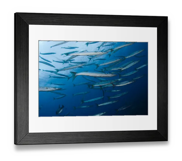 Framed Print : Striped / Mediterranean barracuda (Sphyraena sphyraena) shoal, Perduto, Lavezzi Islands Framed Print : Striped / Mediterranean barracuda (Sphyraena sphyraena) shoal, Perduto, Lavezzi Islands