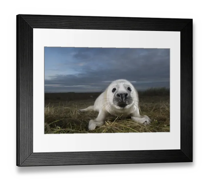 Framed Print : Grey seal (Halichoerus grypus) pup, portrait, Donna Nook, Lincolnshire, UK, November 2008 Framed Print : Grey seal (Halichoerus grypus) pup, portrait, Donna Nook, Lincolnshire, UK, November 2008