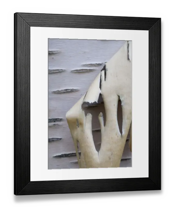 Framed Print : Bark peeling from Silver birch tree (Betula verrucosa) Sarek National Park, Laponia Framed Print : Bark peeling from Silver birch tree (Betula verrucosa) Sarek National Park, Laponia