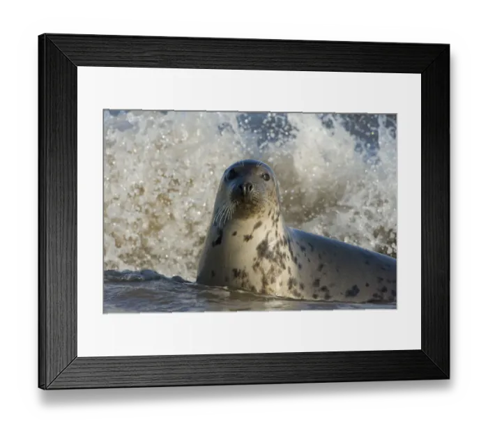 Framed Print : Grey seal (Halichoerus grypus) in shallow water with waves breaking behind, Donna Nook Framed Print : Grey seal (Halichoerus grypus) in shallow water with waves breaking behind, Donna Nook