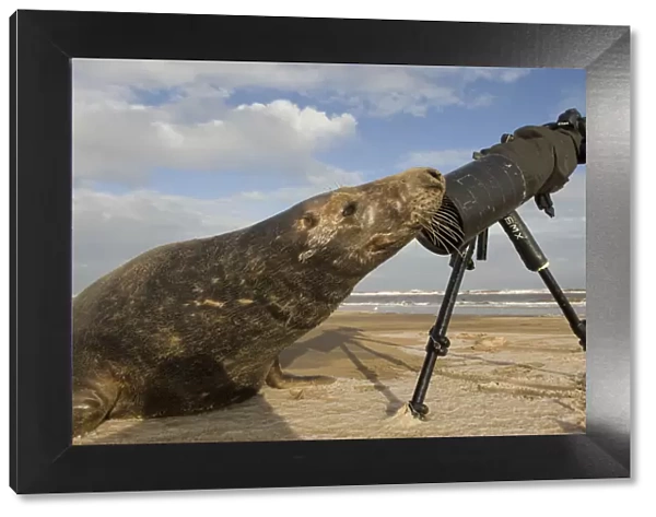 Grey seal (Halichoerus grypus) bull sniffing photographers tripod, Donna Nook, Lincolnshire