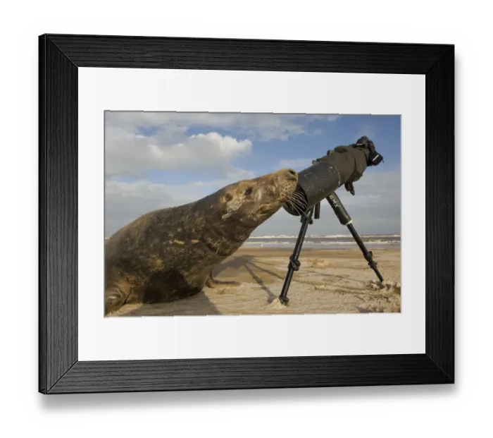 Framed Print : Grey seal (Halichoerus grypus) bull sniffing photographers tripod, Donna Nook, Lincolnshire Framed Print : Grey seal (Halichoerus grypus) bull sniffing photographers tripod, Donna Nook, Lincolnshire