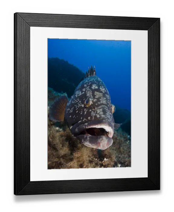 Framed Print : Dusky grouper (Epinephelus marginatus) Merouville ( grouper City ) Framed Print : Dusky grouper (Epinephelus marginatus) Merouville ( grouper City )
