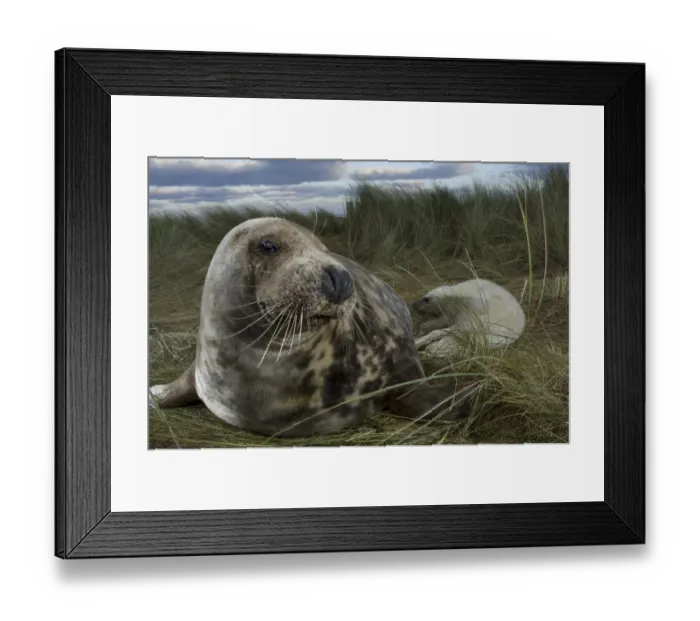 Framed Print : Grey seal (Halichoerus grypus) with pup in the dunes, Donna Nook, Lincolnshire, UK Framed Print : Grey seal (Halichoerus grypus) with pup in the dunes, Donna Nook, Lincolnshire, UK