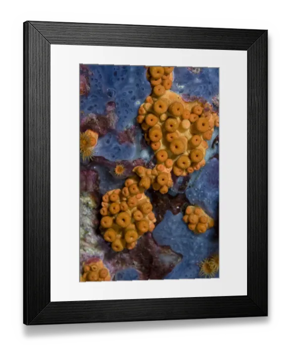 Framed Print : Yellow encrusting anemone (Parazoanthus axinellae) with most polyps closed, Turtle Rock Framed Print : Yellow encrusting anemone (Parazoanthus axinellae) with most polyps closed, Turtle Rock