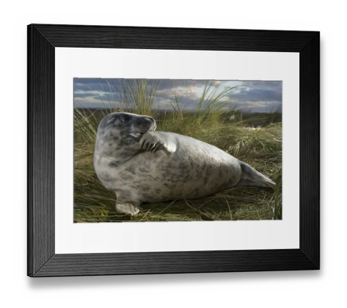 Framed Print : Grey seal (Halichoerus grypus) with flipper in its mouth, Donna Nook, Lincolnshire Framed Print : Grey seal (Halichoerus grypus) with flipper in its mouth, Donna Nook, Lincolnshire