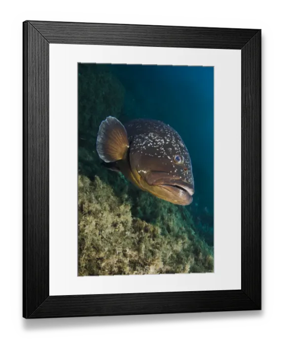 Framed Print : Dusky grouper (Epinephelus marginatus) Cala di Grecu, Lavezzi Islands, Corsica, France Framed Print : Dusky grouper (Epinephelus marginatus) Cala di Grecu, Lavezzi Islands, Corsica, France