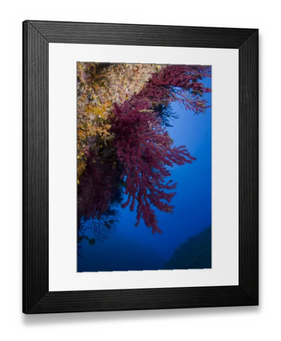 Framed Print : Gorgonian coral (Paramuricea clavata) on rock face covered with Yellow encrusting anemones Framed Print : Gorgonian coral (Paramuricea clavata) on rock face covered with Yellow encrusting anemones