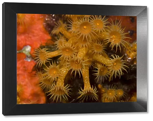Yellow encrusting anemone (Parazoanthus axinellae) Turtle Rock, Passage du Cavallo