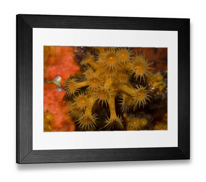 Framed Print : Yellow encrusting anemone (Parazoanthus axinellae) Turtle Rock, Passage du Cavallo Framed Print : Yellow encrusting anemone (Parazoanthus axinellae) Turtle Rock, Passage du Cavallo