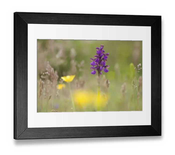 Framed Print : Green-winged orchid (Anacamptis morio morio) in flower, Gargano NP, Gargano Peninsula Framed Print : Green-winged orchid (Anacamptis morio morio) in flower, Gargano NP, Gargano Peninsula