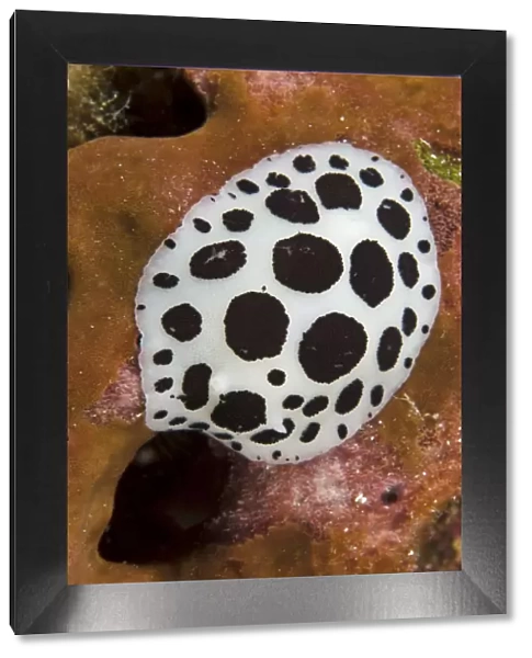 Nudibranch  /  Sea slug (Discodoris  /  Peltodoris atromaculata) feeding on a sponge