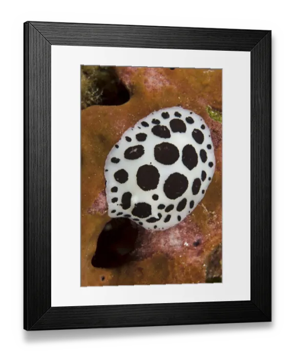 Framed Print : Nudibranch / Sea slug (Discodoris / Peltodoris atromaculata) feeding on a sponge Framed Print : Nudibranch / Sea slug (Discodoris / Peltodoris atromaculata) feeding on a sponge