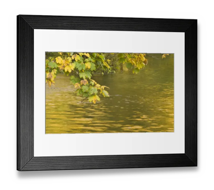 Framed Print : Sycamore (Acer pseudoplatanus) leaves over Gradinsko Lake, Upper lakes, Plitvice Lakes NP Croatia Framed Print : Sycamore (Acer pseudoplatanus) leaves over Gradinsko Lake, Upper lakes, Plitvice Lakes NP Croatia
