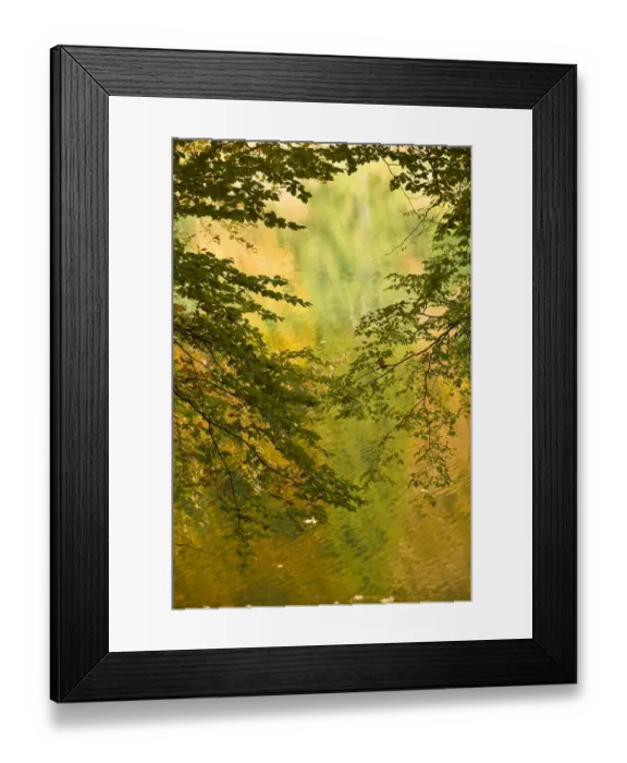 Framed Print : Beech (Fagus sp) branches and water reflections in Proscansko Lake, Upper Lakes Framed Print : Beech (Fagus sp) branches and water reflections in Proscansko Lake, Upper Lakes