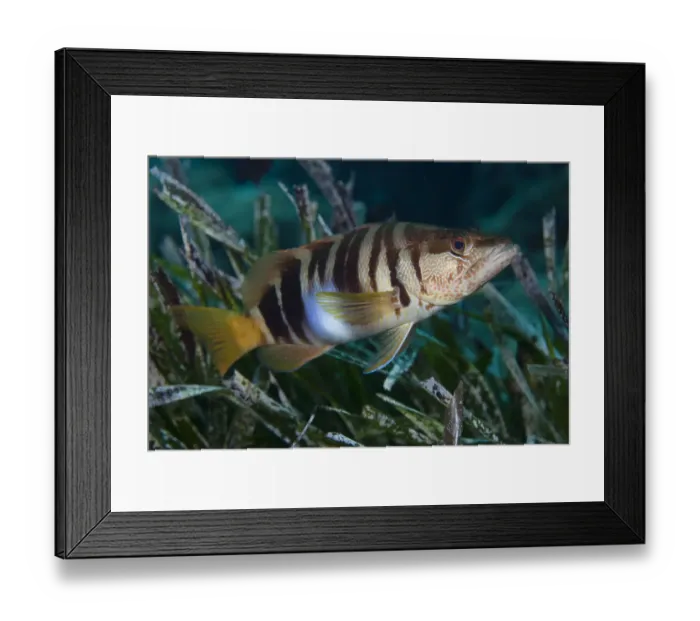 Framed Print : Painted comber (Serranus scriba) Turtle Rock, Passage du Cavallo, Lavezzi Archipelago Framed Print : Painted comber (Serranus scriba) Turtle Rock, Passage du Cavallo, Lavezzi Archipelago