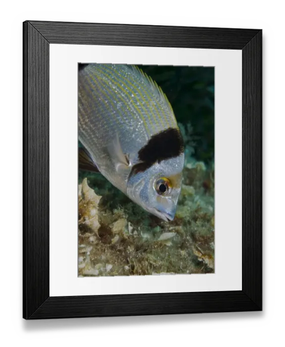 Framed Print : Two-banded Seabream (Diplodus vulgaris) Turtle Rock, Passage du Cavallo Framed Print : Two-banded Seabream (Diplodus vulgaris) Turtle Rock, Passage du Cavallo
