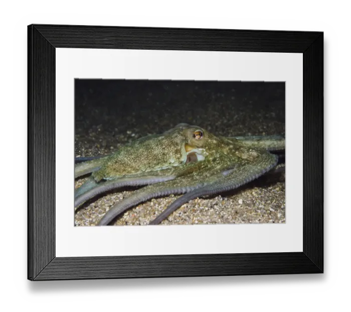 Framed Print : Common octopus (Octopus vulgaris) hunting at night, Elephant Bay, Lavezzi Islands Framed Print : Common octopus (Octopus vulgaris) hunting at night, Elephant Bay, Lavezzi Islands