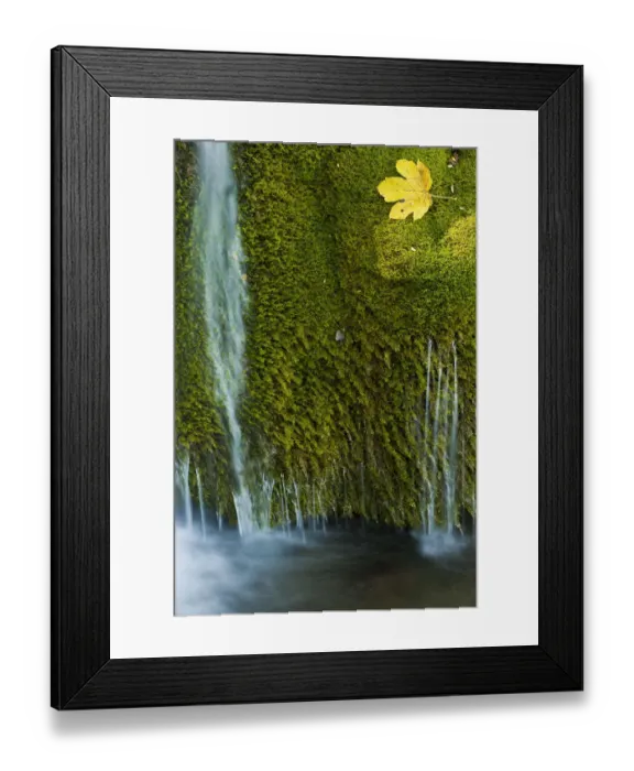 Framed Print : Water flowing over moss with a Sycamore leaf, Kosjak lake, Plitvice Lakes National Park