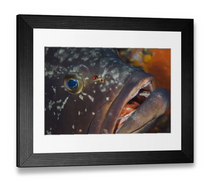 Framed Print : Dusky grouper (Epinephelus marginatus)with a few fish lice (parasitic copepods) are Framed Print : Dusky grouper (Epinephelus marginatus)with a few fish lice (parasitic copepods) are