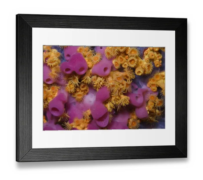 Framed Print : Yellow encrusting anemones (Parazoanthus axinellae) and sponge (Haliclona mediterranea) Framed Print : Yellow encrusting anemones (Parazoanthus axinellae) and sponge (Haliclona mediterranea)