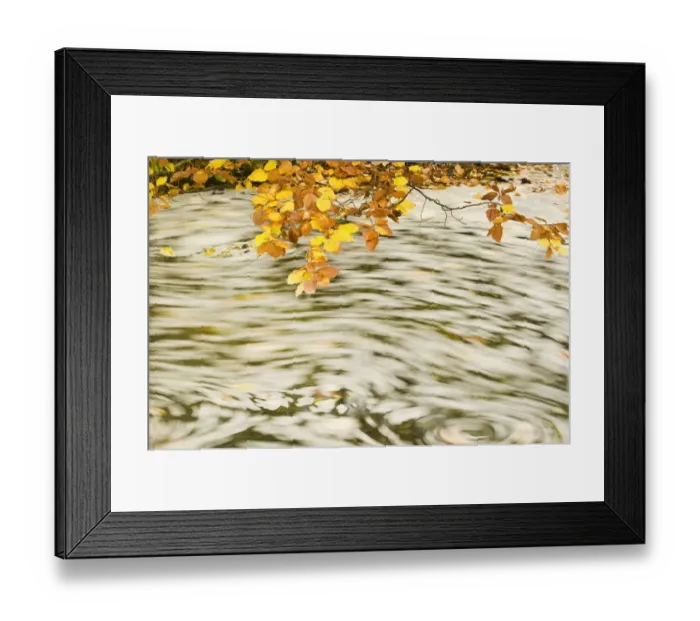 Framed Print : Foam and dead leaves in motion on the water surface of a pool with Beech (Fagus sp) Framed Print : Foam and dead leaves in motion on the water surface of a pool with Beech (Fagus sp)