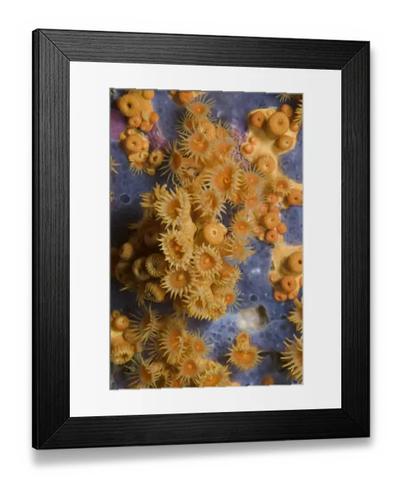 Framed Print : Yellow encrusting anemones (Parazoanthus axinellae) and sponge, Turtle Rock Framed Print : Yellow encrusting anemones (Parazoanthus axinellae) and sponge, Turtle Rock