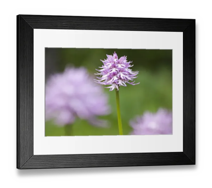 Framed Print : Naked man / Italian orchid (Orchis italica) in flower, Gargano NP, Gargano Peninsula Framed Print : Naked man / Italian orchid (Orchis italica) in flower, Gargano NP, Gargano Peninsula