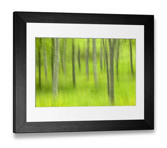 Framed Print : Abstract view of Foresta Umbra, Gargano NP, Gargano Peninsula, Apulia, Italy, April 2008 Framed Print : Abstract view of Foresta Umbra, Gargano NP, Gargano Peninsula, Apulia, Italy, April 2008