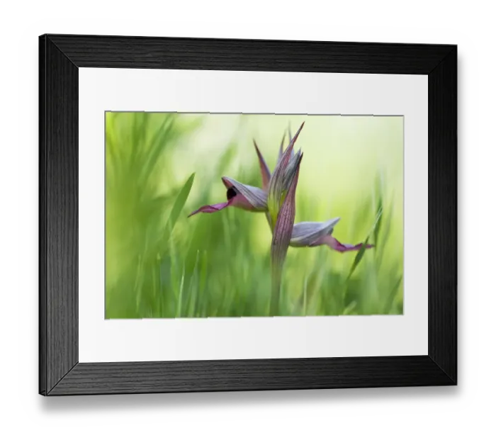 Framed Print : Tongue orchid (Serapias lingua) in flower, Monte Sacro, Gargano NP, Gargano Peninsula Framed Print : Tongue orchid (Serapias lingua) in flower, Monte Sacro, Gargano NP, Gargano Peninsula