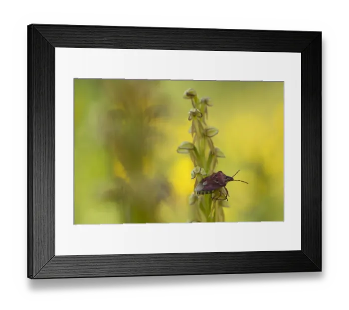 Framed Print : Man orchid (Orchis anthropophora) in flower with an insect on it, Gargano National Park Framed Print : Man orchid (Orchis anthropophora) in flower with an insect on it, Gargano National Park