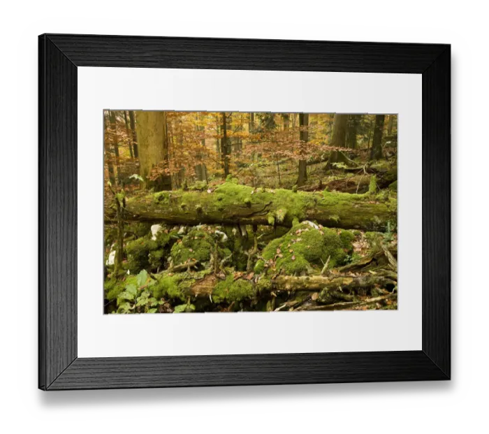 Framed Print : Corkova Uvala, virgin forest with Silver fir (Abies alba) Spruce (Picea abies) Framed Print : Corkova Uvala, virgin forest with Silver fir (Abies alba) Spruce (Picea abies)