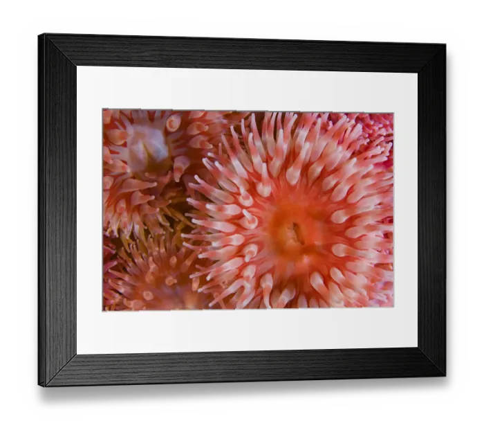 Framed Print : Sea anemones (Urticina eques) close-up, Saltstraumen, Bod, Norway, October 2008 Framed Print : Sea anemones (Urticina eques) close-up, Saltstraumen, Bod, Norway, October 2008