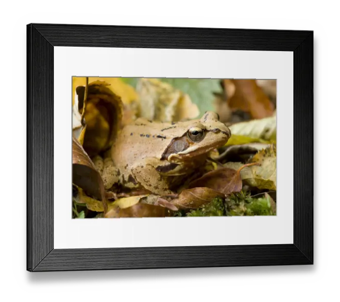 Framed Print : Agile frog (Rana dalmatina) amongst dead leaves, Plitvice Lakes National Park, Croatia