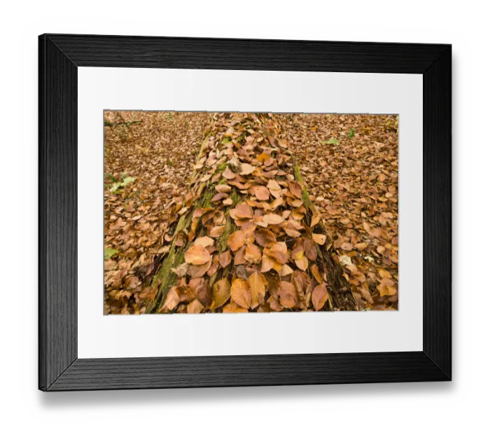 Framed Print : Dead Spruce (Picea abies) trunk covered in fallen beech leaves on the forest floor Framed Print : Dead Spruce (Picea abies) trunk covered in fallen beech leaves on the forest floor