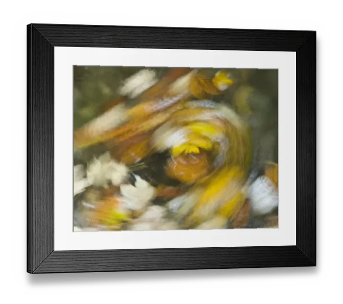 Framed Print : Dead leaves in motion on a pool surface, Plitvice National Park, Croatia, October 2008 Framed Print : Dead leaves in motion on a pool surface, Plitvice National Park, Croatia, October 2008