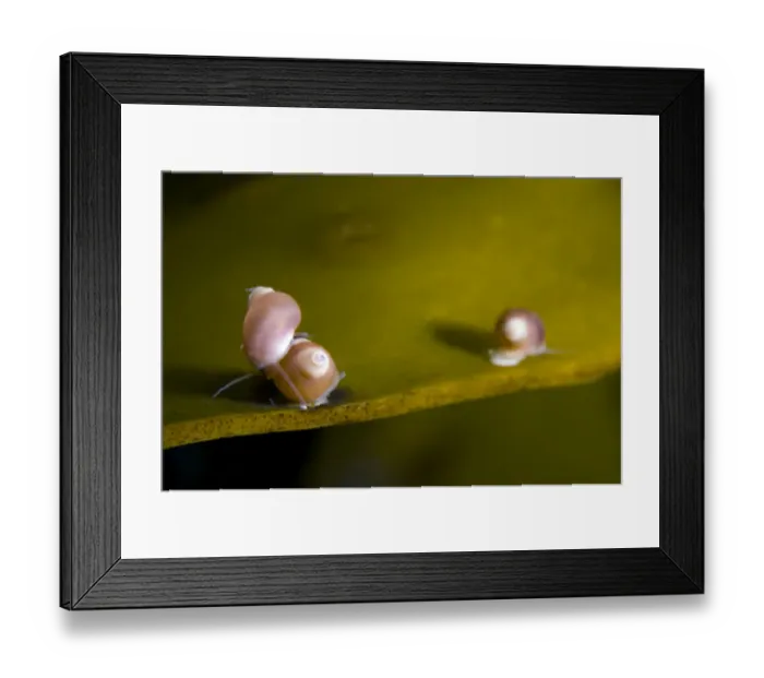 Framed Print : Banded chink shells (Lacuna vincta) on kelp, Saltstraumen, Bod, Norway, October 2008 Framed Print : Banded chink shells (Lacuna vincta) on kelp, Saltstraumen, Bod, Norway, October 2008