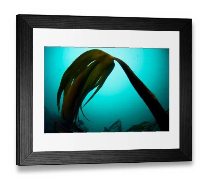 Framed Print : Forest kelp (Laminaria hyperborea) Saltstraumen, Bod, Norway, October 2008 Framed Print : Forest kelp (Laminaria hyperborea) Saltstraumen, Bod, Norway, October 2008