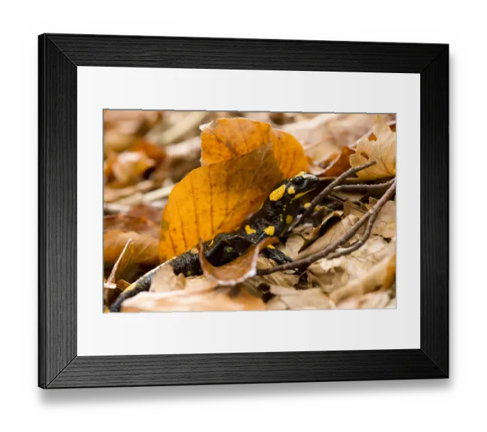 Framed Print : European / Fire salamander (Salamandra salamandra) amongst dead leaves on forest floor Framed Print : European / Fire salamander (Salamandra salamandra) amongst dead leaves on forest floor