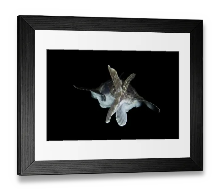 Framed Print : Rear view of Anglerfish (Lophius piscatorius) Saltstraumen, Bod, Norway, October 2008 Framed Print : Rear view of Anglerfish (Lophius piscatorius) Saltstraumen, Bod, Norway, October 2008