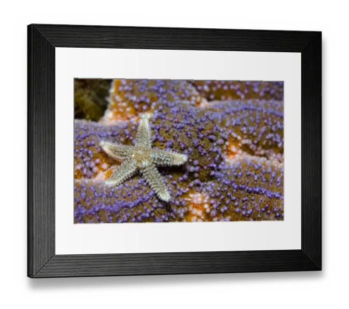 Framed Print : Common starfish (Asterias rubens) Saltstraumen, Bod, Norway, October 2008 Framed Print : Common starfish (Asterias rubens) Saltstraumen, Bod, Norway, October 2008